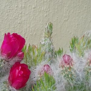 Meet your Posher, Marek